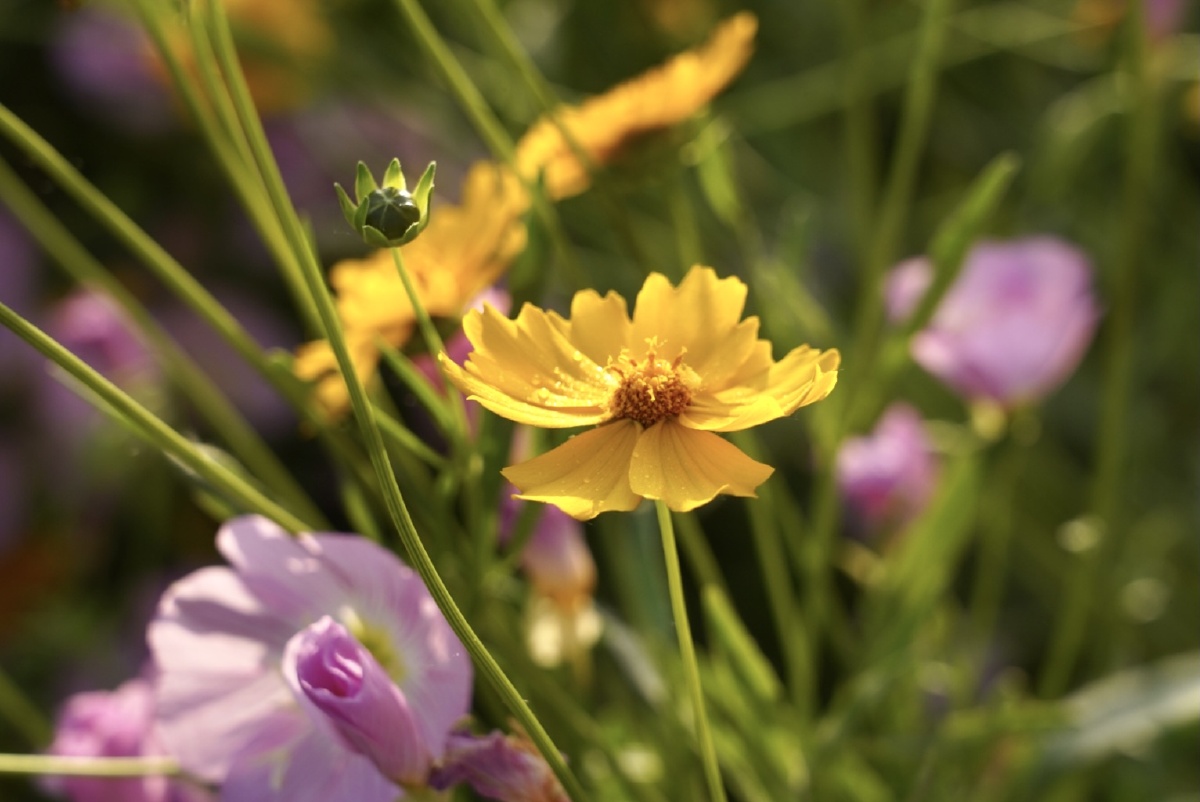 夏日清晨第一缕曙光
