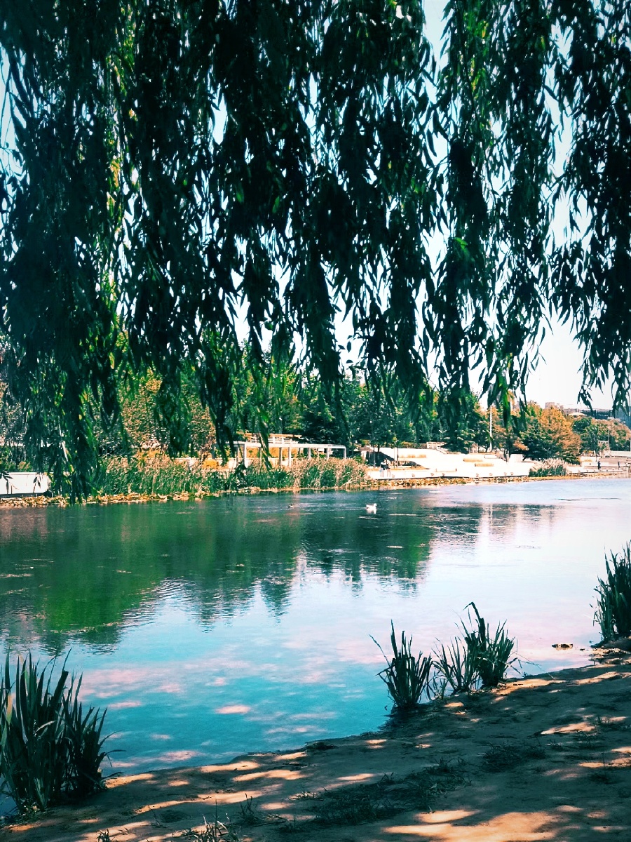 水岸美景4261河边垂柳