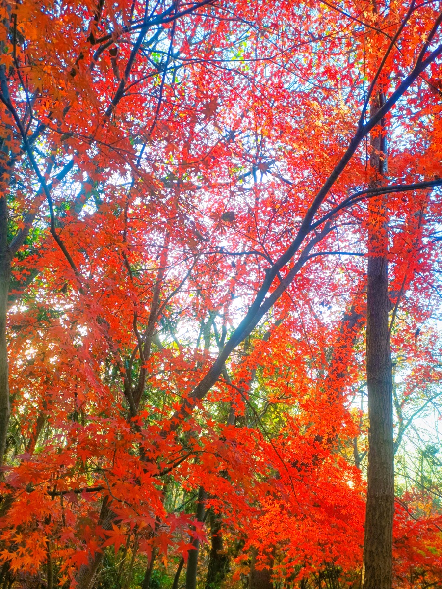栖霞山景区秋季栖霞红叶3