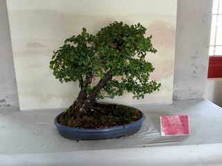 608525