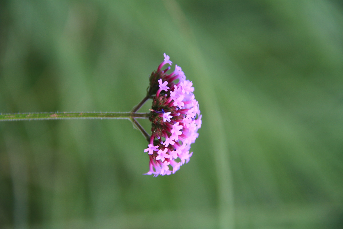 马鞭草马鞭草上采花蜜马鞭草的花语是纯真无邪