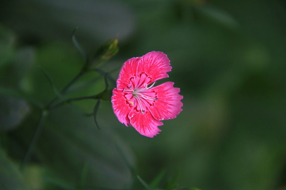 着思念母亲的情怀别名东北石竹山竹洛阳花瞿麦石留节花石竹子石竹子花