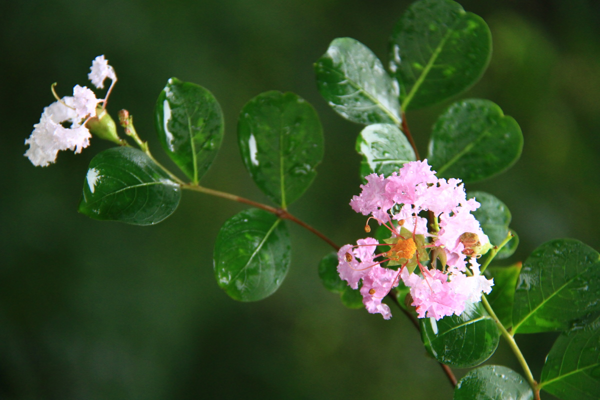 紫薇 紫薇花 痒痒树 - 摄影赵姐 - 图虫