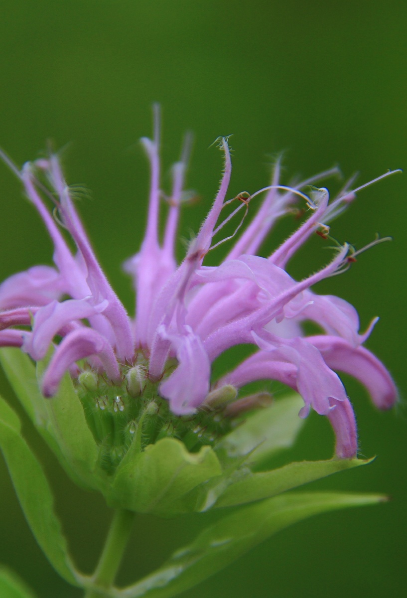 柠檬香蜂草 管蜂香草 红花薄荷 蜂香薄荷,香蜂草 麝香佛手柑
