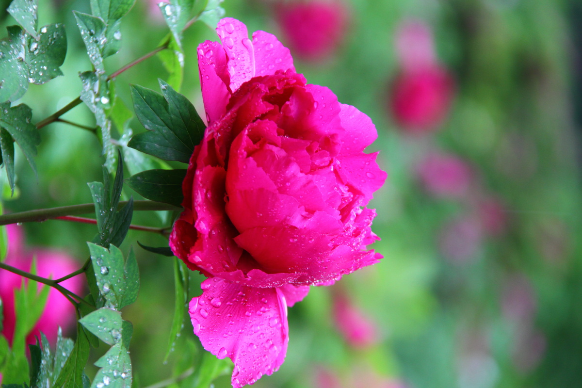 牡丹牡丹花洛阳牡丹甲天下