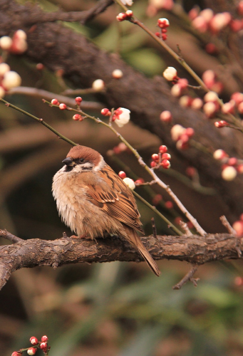 梅花树上的小麻雀 - 摄影赵姐 - 图虫