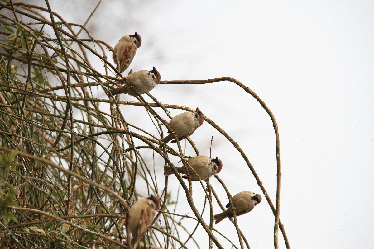 春天里的小麻雀