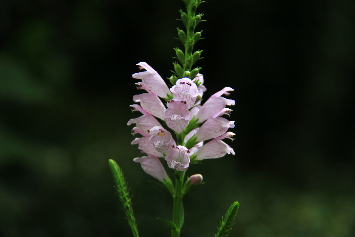 假龙头花别名假龙头芝麻花随意草假龙头花的花语是节节高升就好像它的