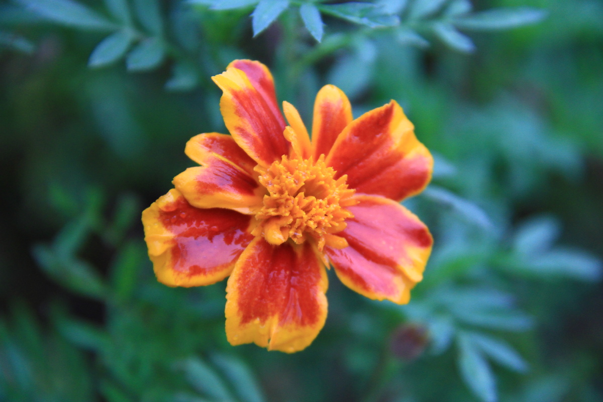 孔雀草拉丁名tagetespatula菊科compositae万寿菊属tagetes