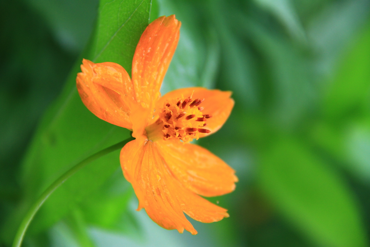 黄秋英波斯菊张大人花格桑花