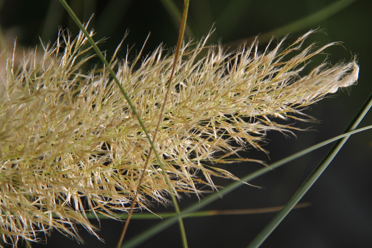 蒲苇别名花叶蒲苇