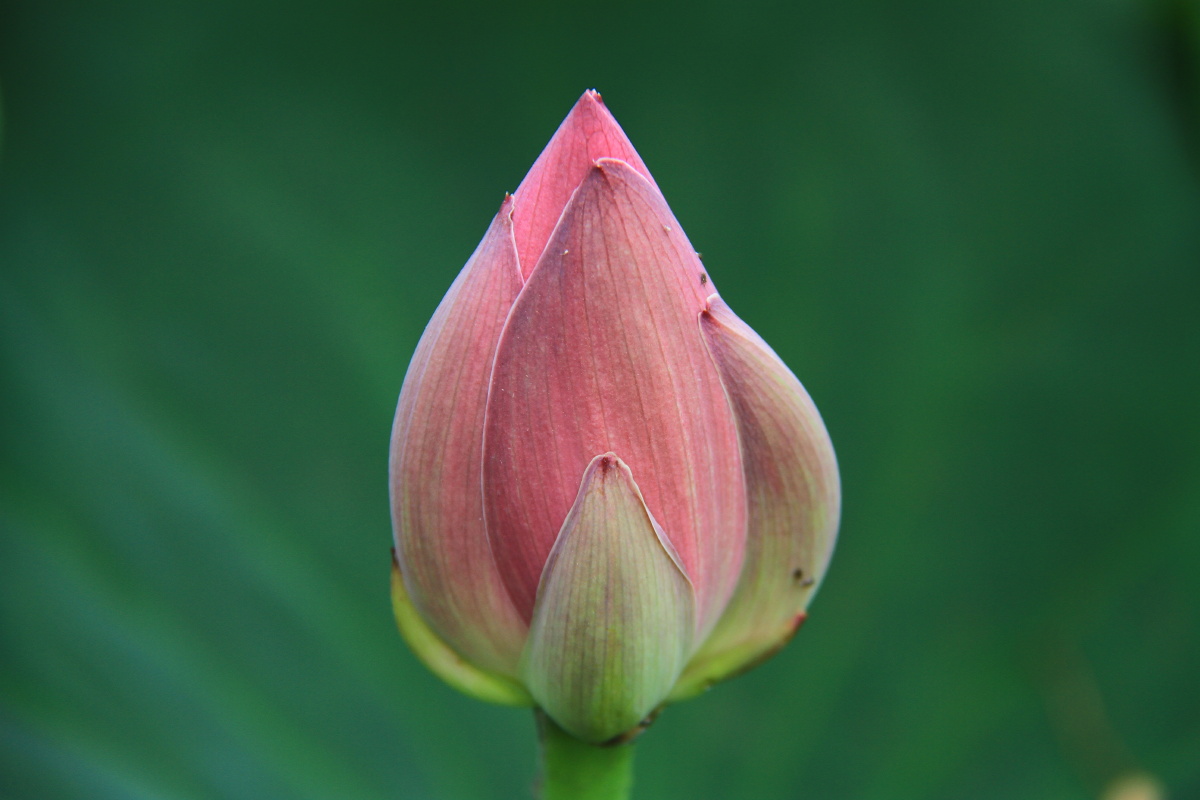 荷花 莲花 莲 花苞