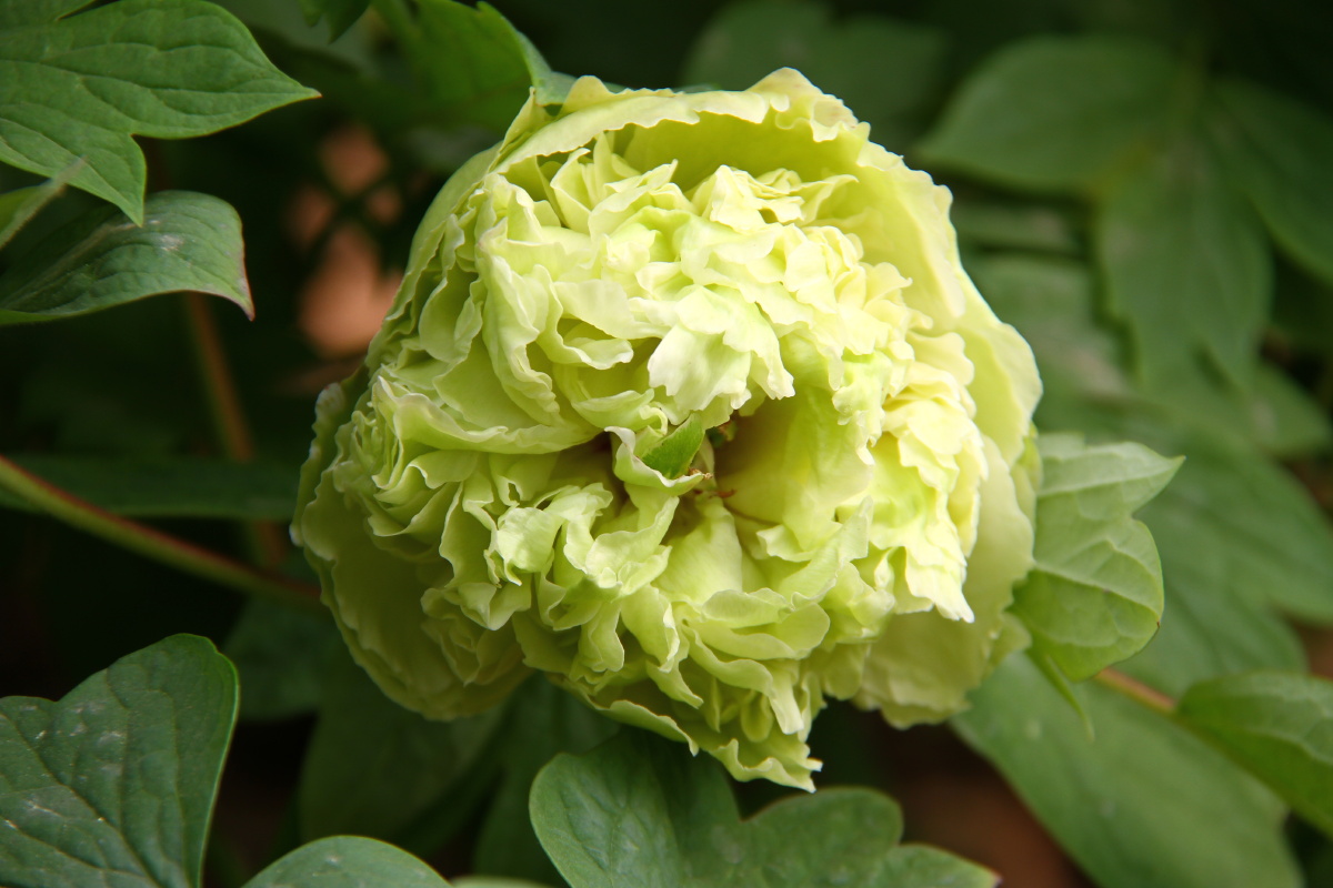 牡丹牡丹花洛阳牡丹甲天下绿色牡丹豆绿