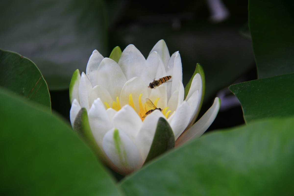 睡莲莲花荷花含苞待放的花苞