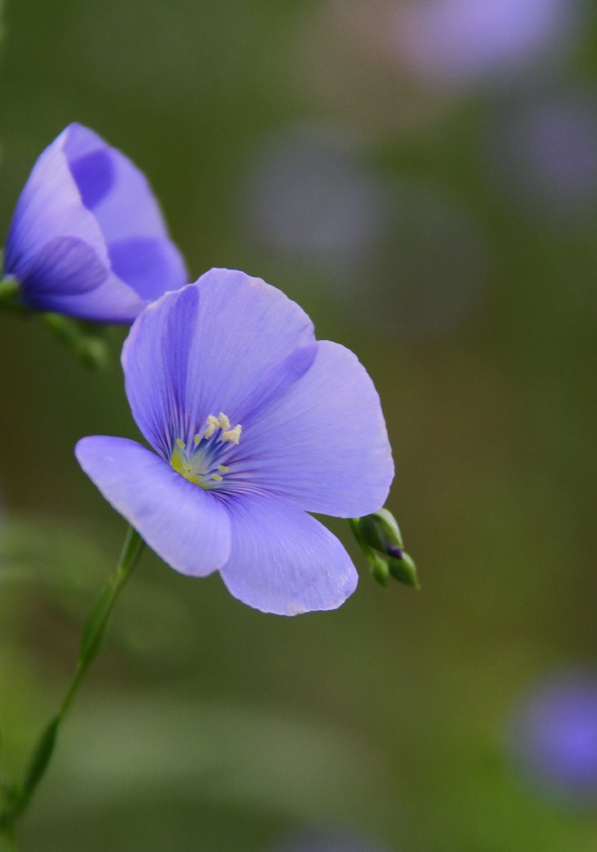 亚麻花开蓝精灵蓝色花蓝色妖姬