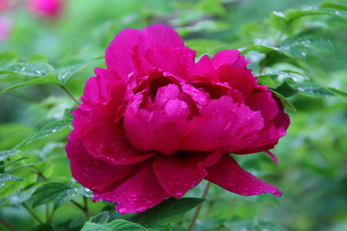 牡丹花洛阳牡丹甲天下牡丹花图片集十四我们一起看牡丹