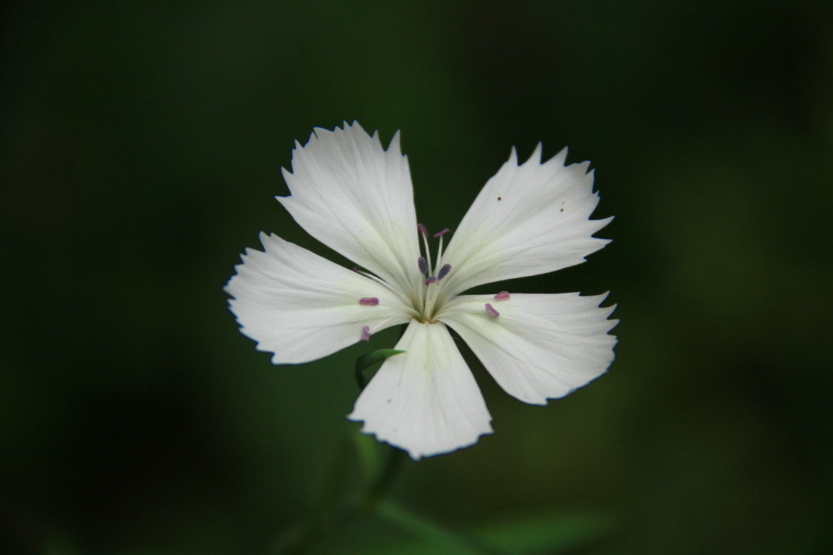 着思念母亲的情怀别名东北石竹山竹洛阳花瞿麦石留节花石竹子石竹子花
