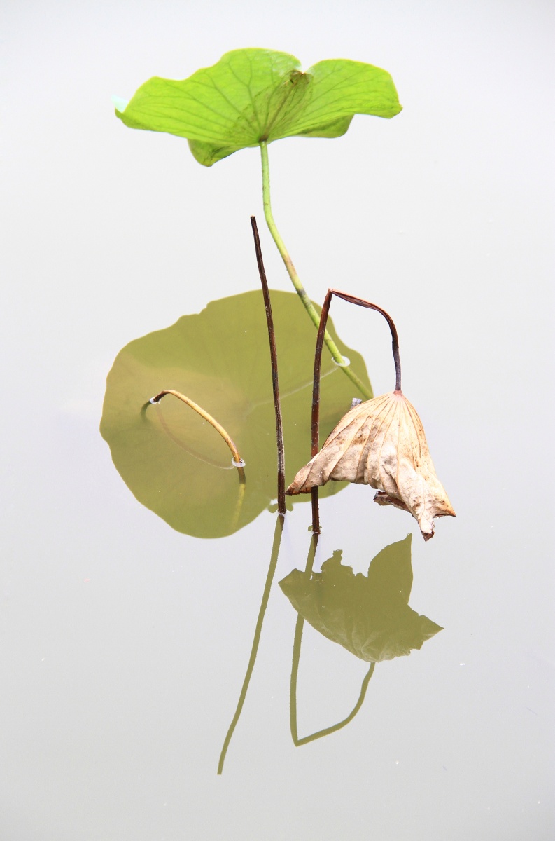 残荷 秋天荷叶的韵味