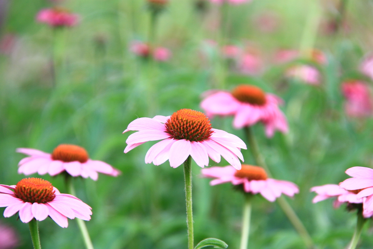 夏天的色彩小菊花小草花菊花小红花松果菊紫松果菊