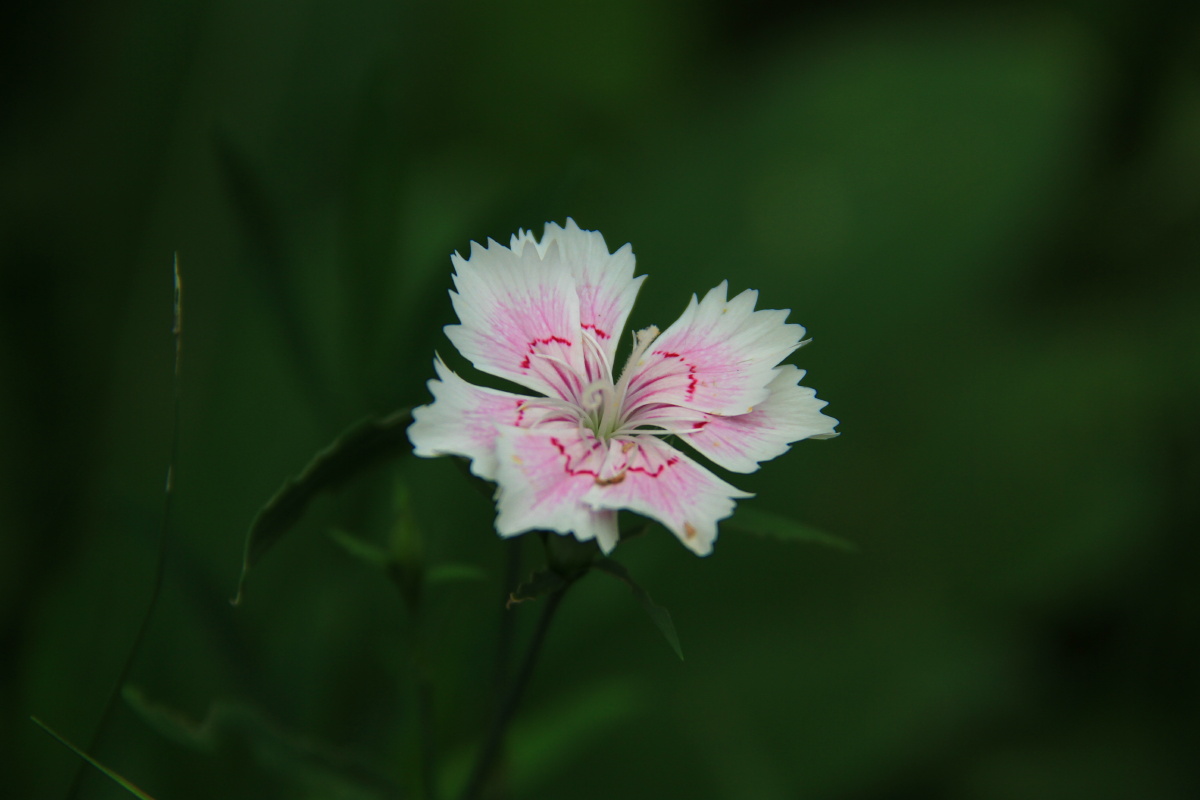 着思念母亲的情怀别名东北石竹山竹洛阳花瞿麦石留节花石竹子石竹子花