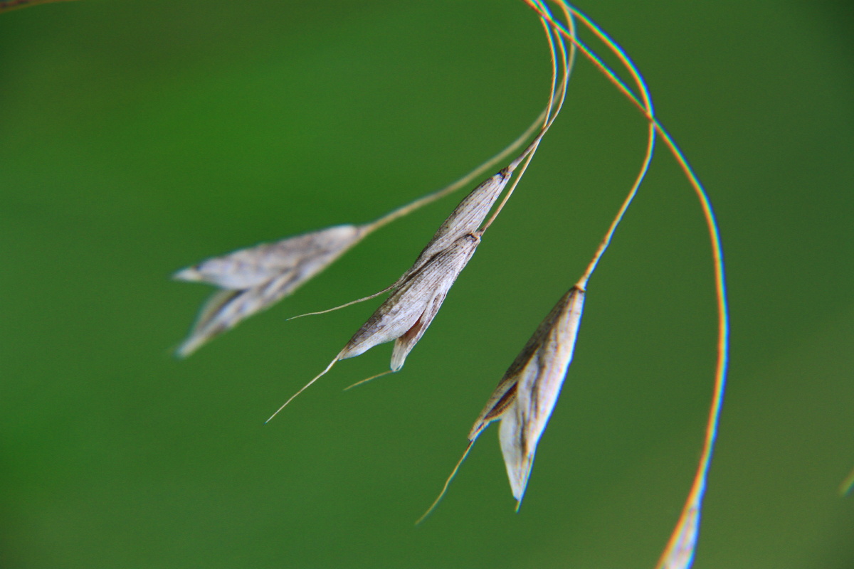 雀麦别名野小麦山大麦瞌睡草主要生在野外河滩