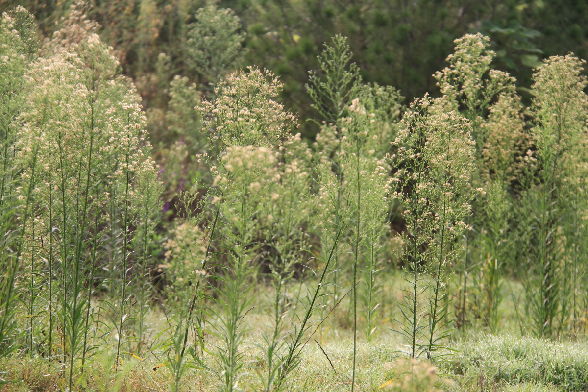 牛尾巴蒿也能成为一片森林