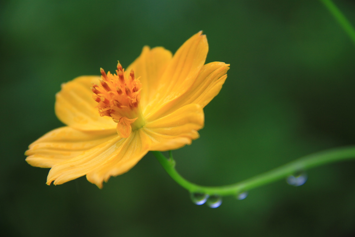 黄秋英波斯菊张大人花格桑花