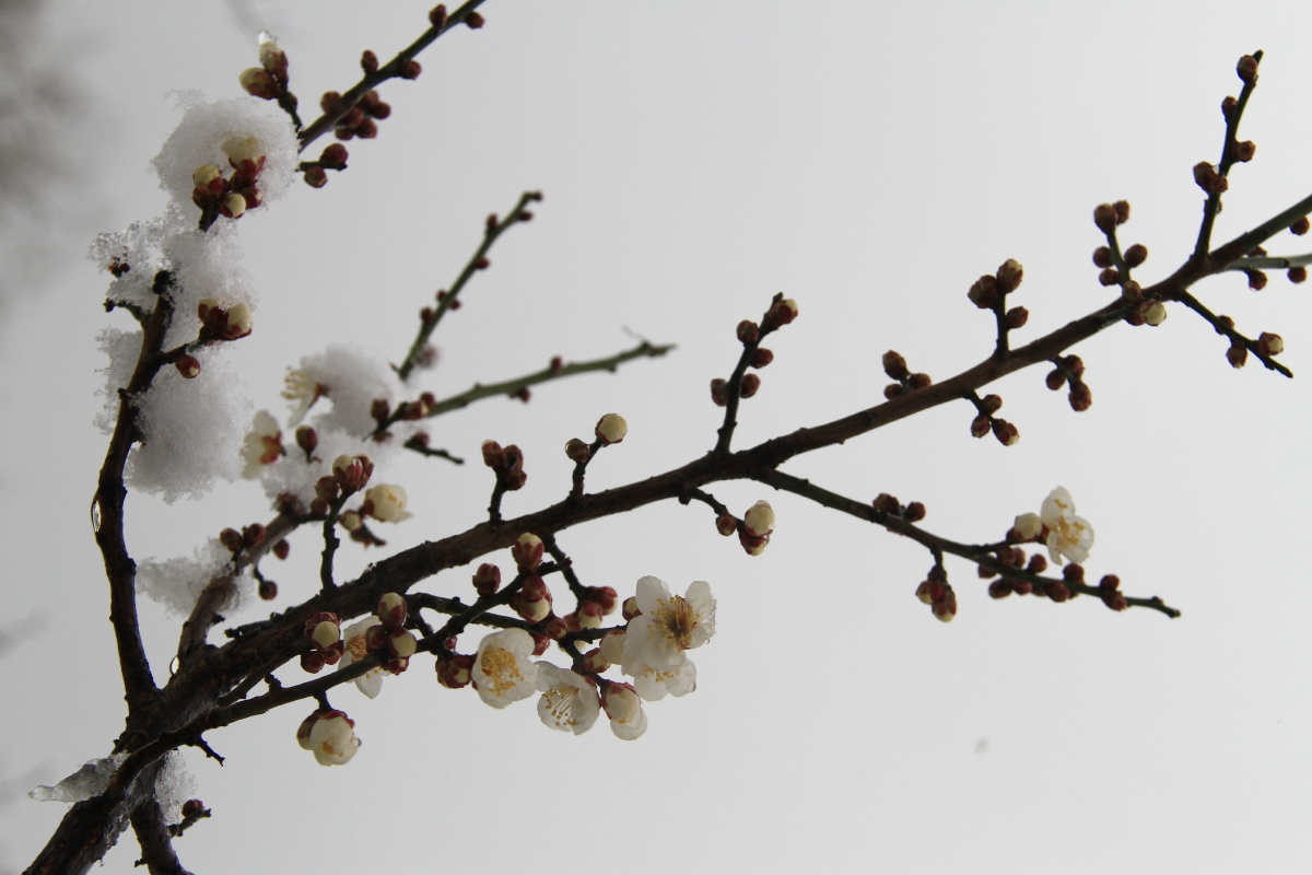 梅花一枝梅花凌雪开
