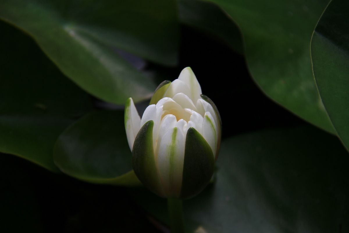 睡莲莲花荷花含苞待放的花苞