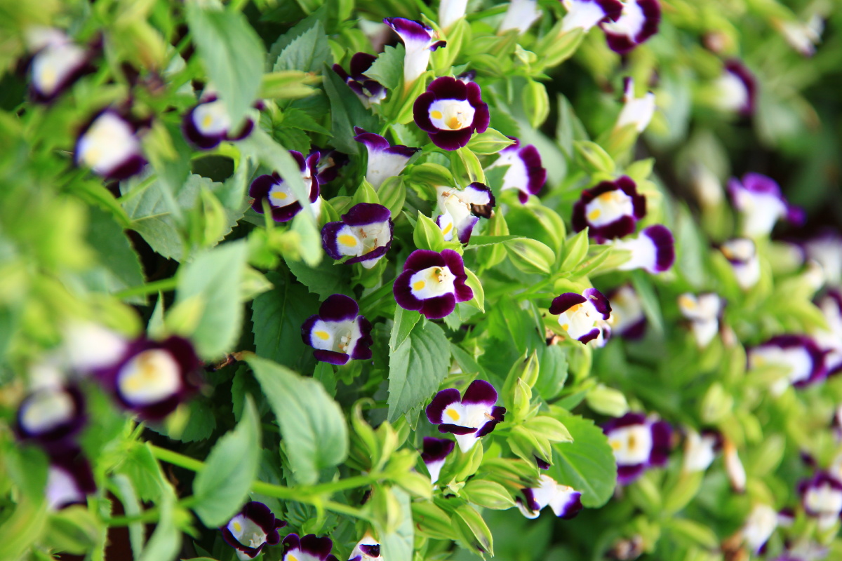 蓝猪耳夏堇小花草坪花小草花