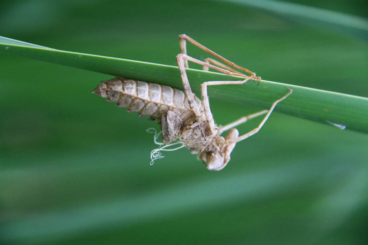 蜕壳这是什么昆虫蜕的壳求解