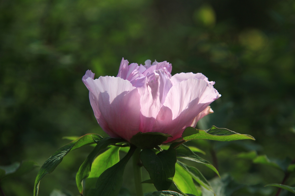 牡丹 牡丹花 紫色风丹 - 洛阳赵姐 - 图虫