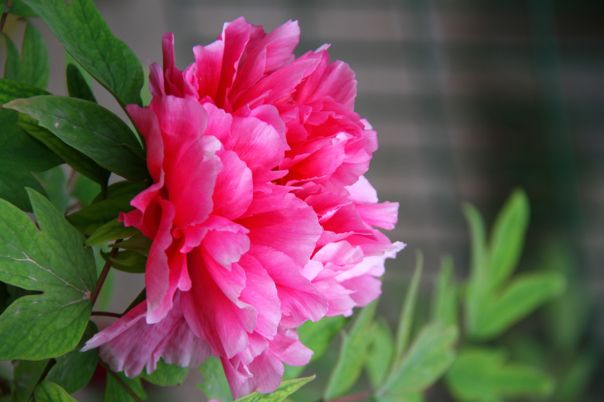 牡丹花·洛阳牡丹甲天下 牡丹花图片集十 我们一起看牡丹 - 洛阳赵姐