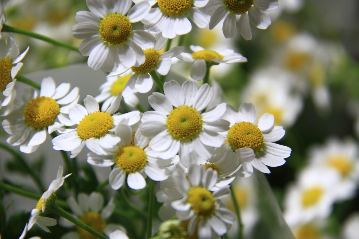 母菊别名洋甘菊花语是逆境中成长