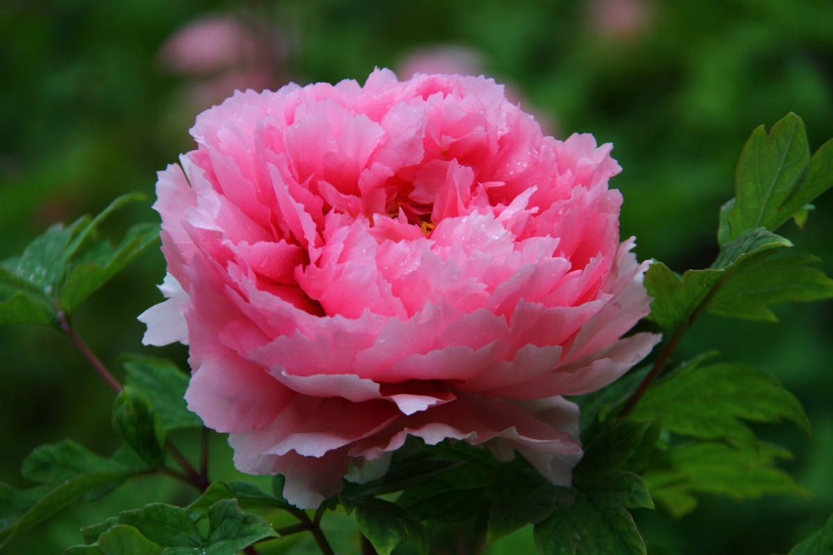 牡丹花洛阳牡丹甲天下牡丹花图片集十七