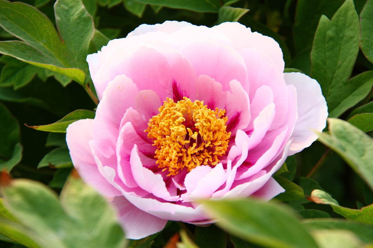 牡丹牡丹花洛阳牡丹甲天下牡丹花图片集二十三明快的色彩