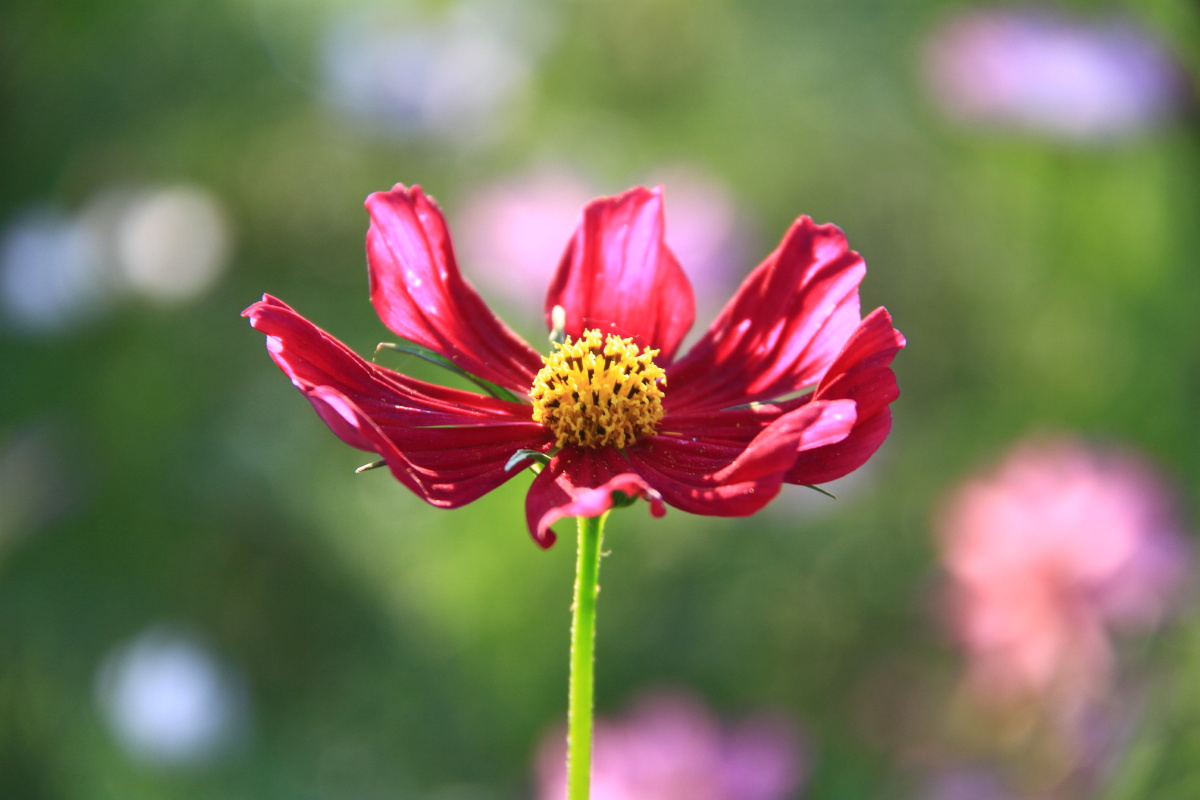 波斯菊 大波斯菊 红色格桑花 别名张大人花,秋英.
