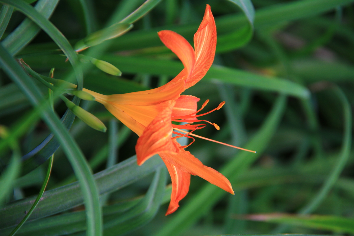 萱草也叫忘忧草 萱草在中国是象征母亲的花.