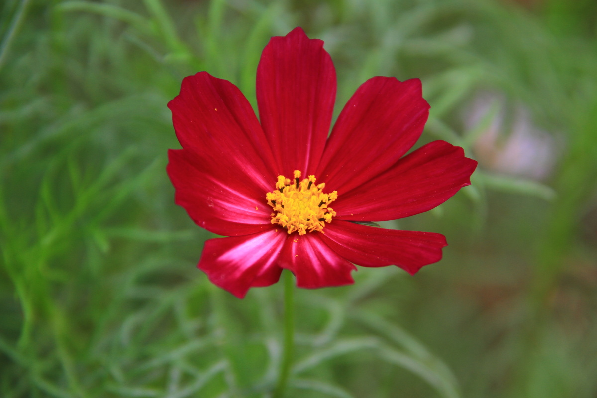 波斯菊 大波斯菊 红色格桑花 别名张大人花,秋英.