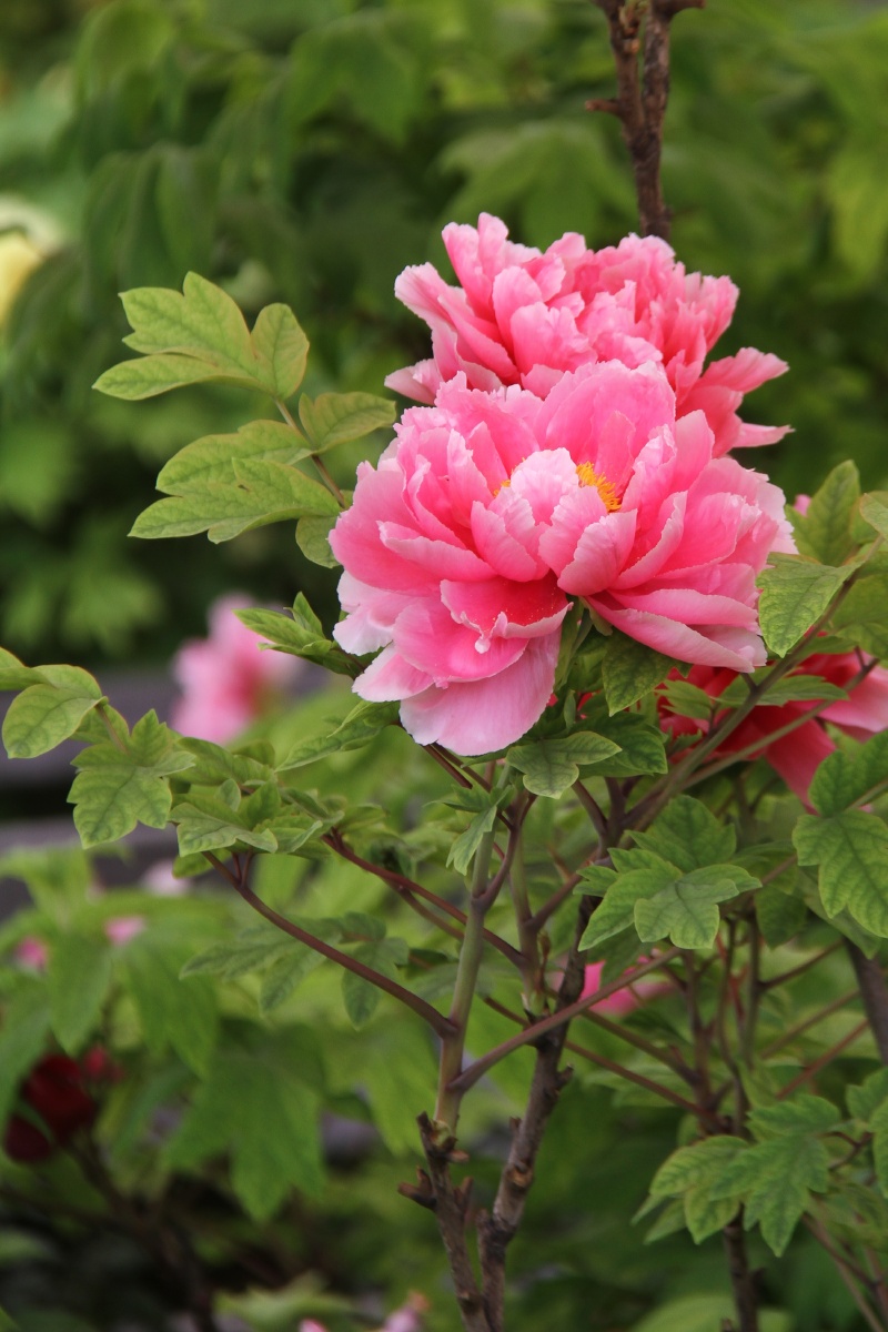 牡丹牡丹花洛阳牡丹甲天下