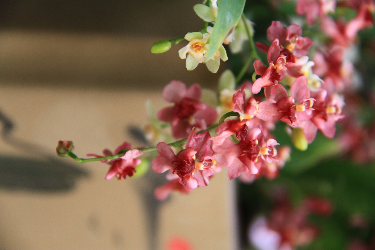 兰花文心兰别名跳舞兰