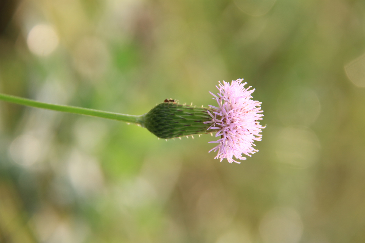 山萝卜别名蓟花朵是小小的紫色花花语是默默的爱