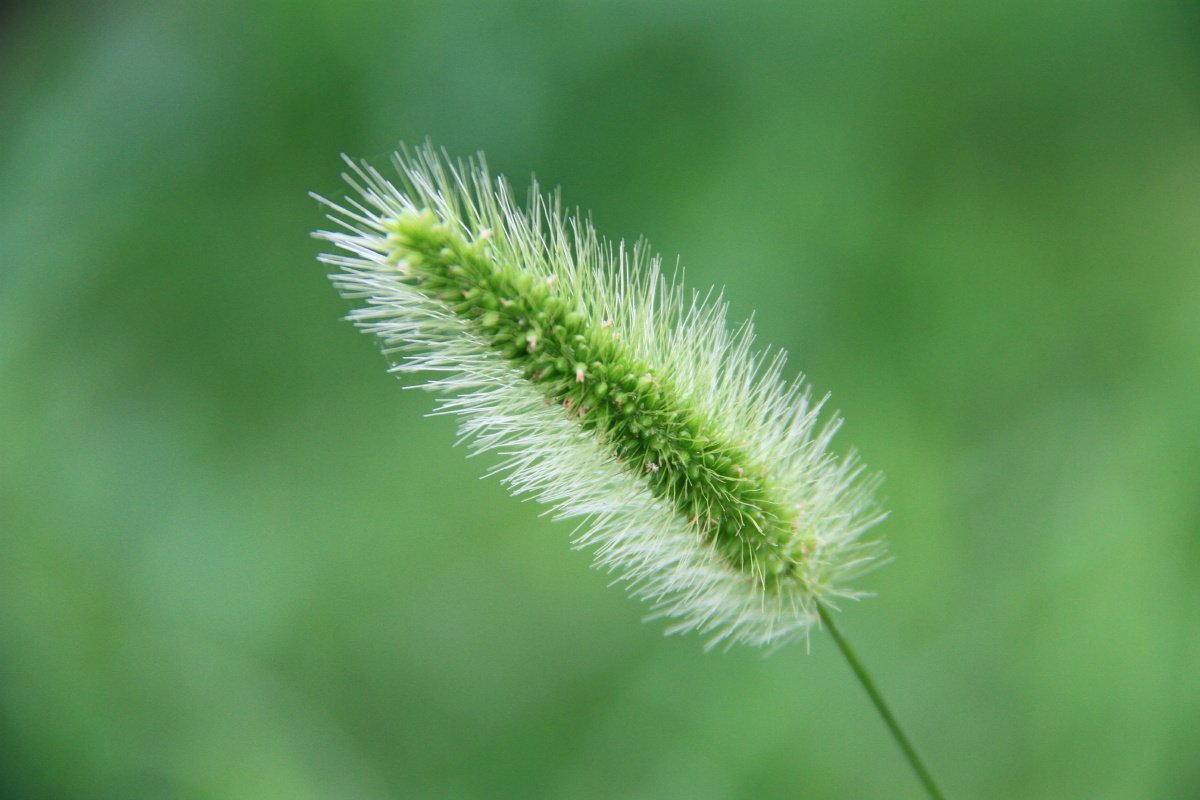 狗尾草 狗尾巴草 毛毛狗 毛毛虫