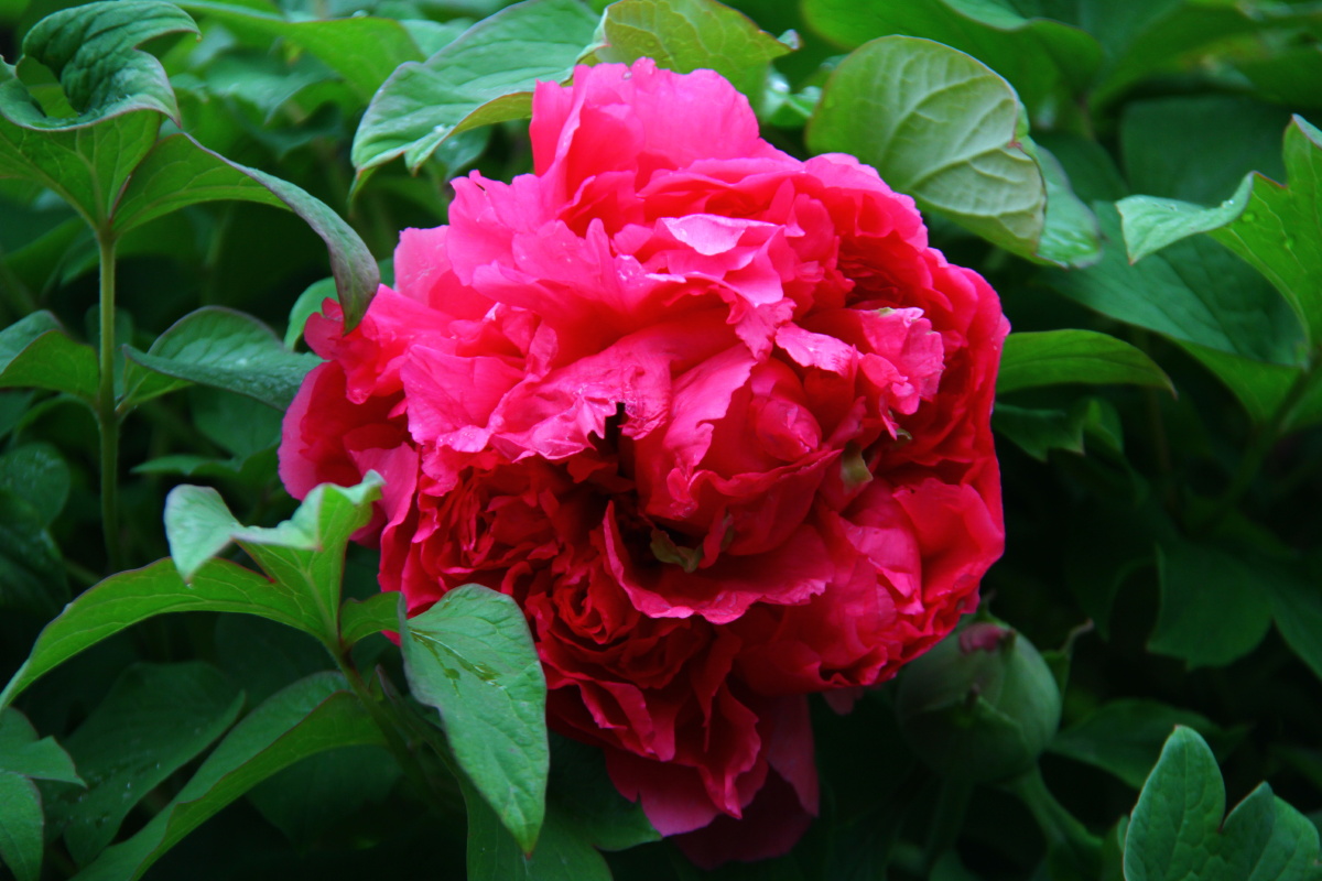 牡丹花洛阳牡丹甲天下牡丹花图片集十七