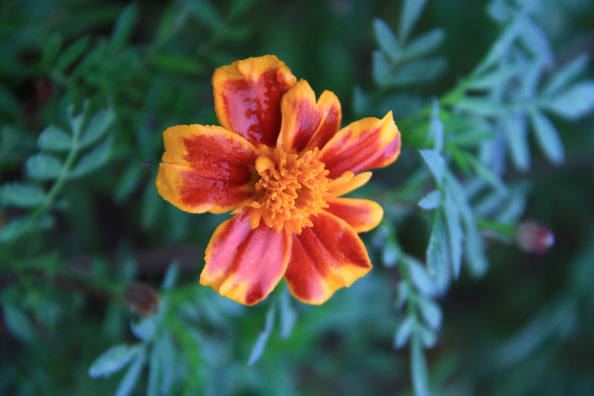 孔雀草拉丁名tagetespatula菊科compositae万寿菊属tagetes