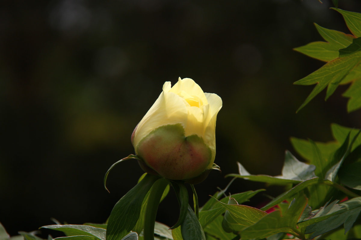 牡丹牡丹花洛阳牡丹甲天下牡丹花图片集海黄
