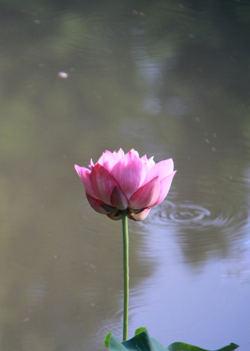荷塘夏色 一枝独秀的红荷花 - 洛阳赵姐 - 图虫