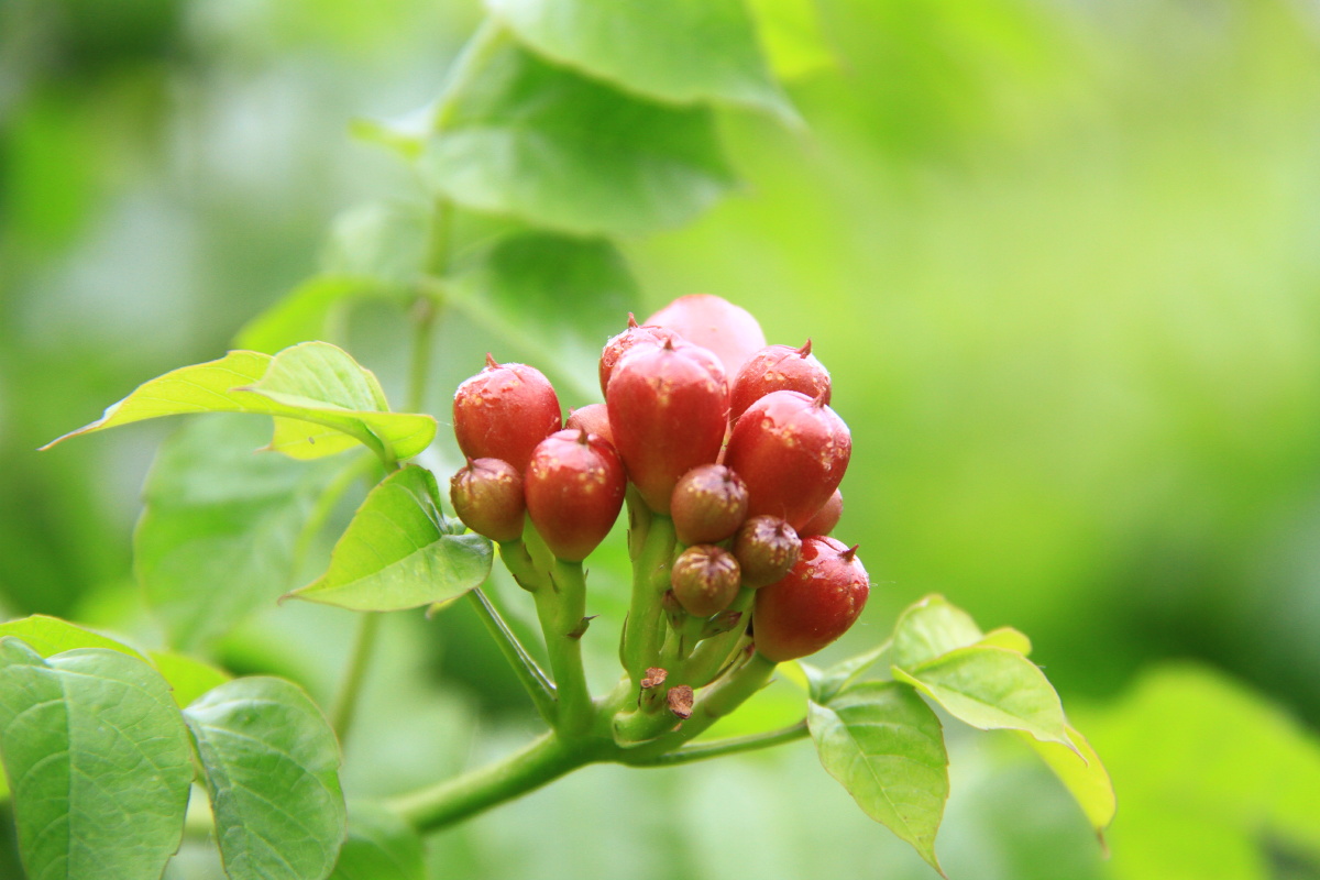 厚萼凌霄别名美国凌霄美洲凌霄美洲凌霄花