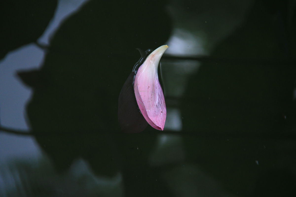 残荷落花有意随流水流水无情恋落花有老师评一片残荷似孤舟求下联