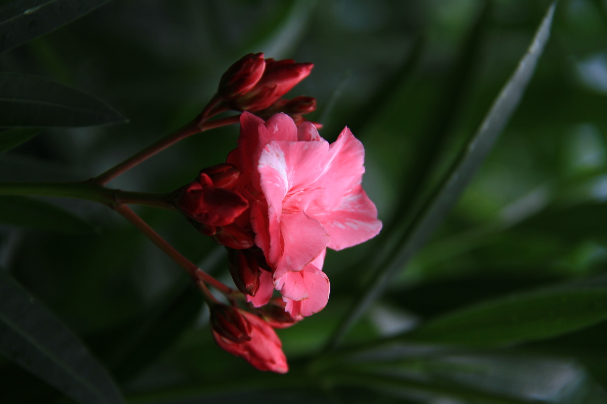 雨后的夹竹桃夹竹桃冷面杀手欧洲夹竹桃